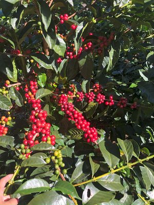 Costa Rica - Tarrazu Sognefjord Kaffibrenneri