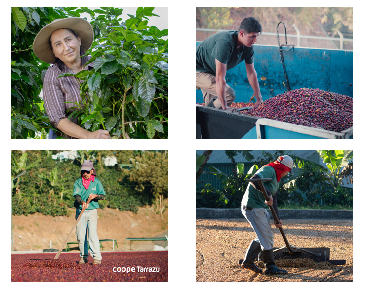 Costa Rica - Tarrazu Sognefjord Kaffibrenneri