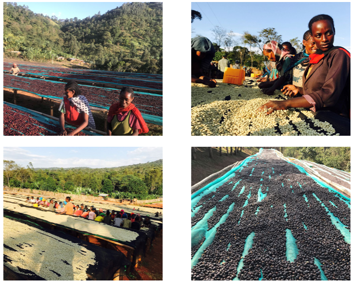 Etiopia - Bærtørka Sognefjord Kaffibrenneri