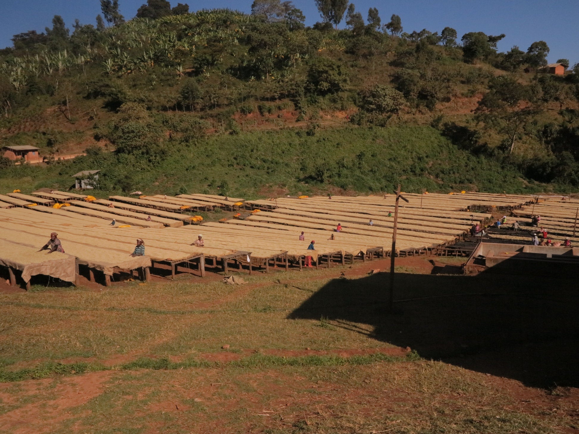 Etiopia - Sidamo - Preorder Sognefjord Kaffibrenneri