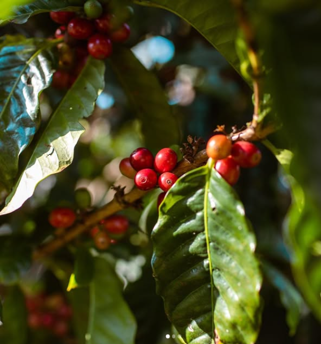 Guatemala - Huehuetenango Sognefjord Kaffibrenneri