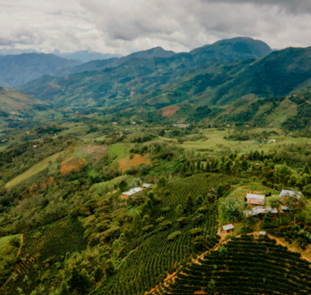 Colombia - Hacienda La Rochela Sognefjord Kaffibrenneri
