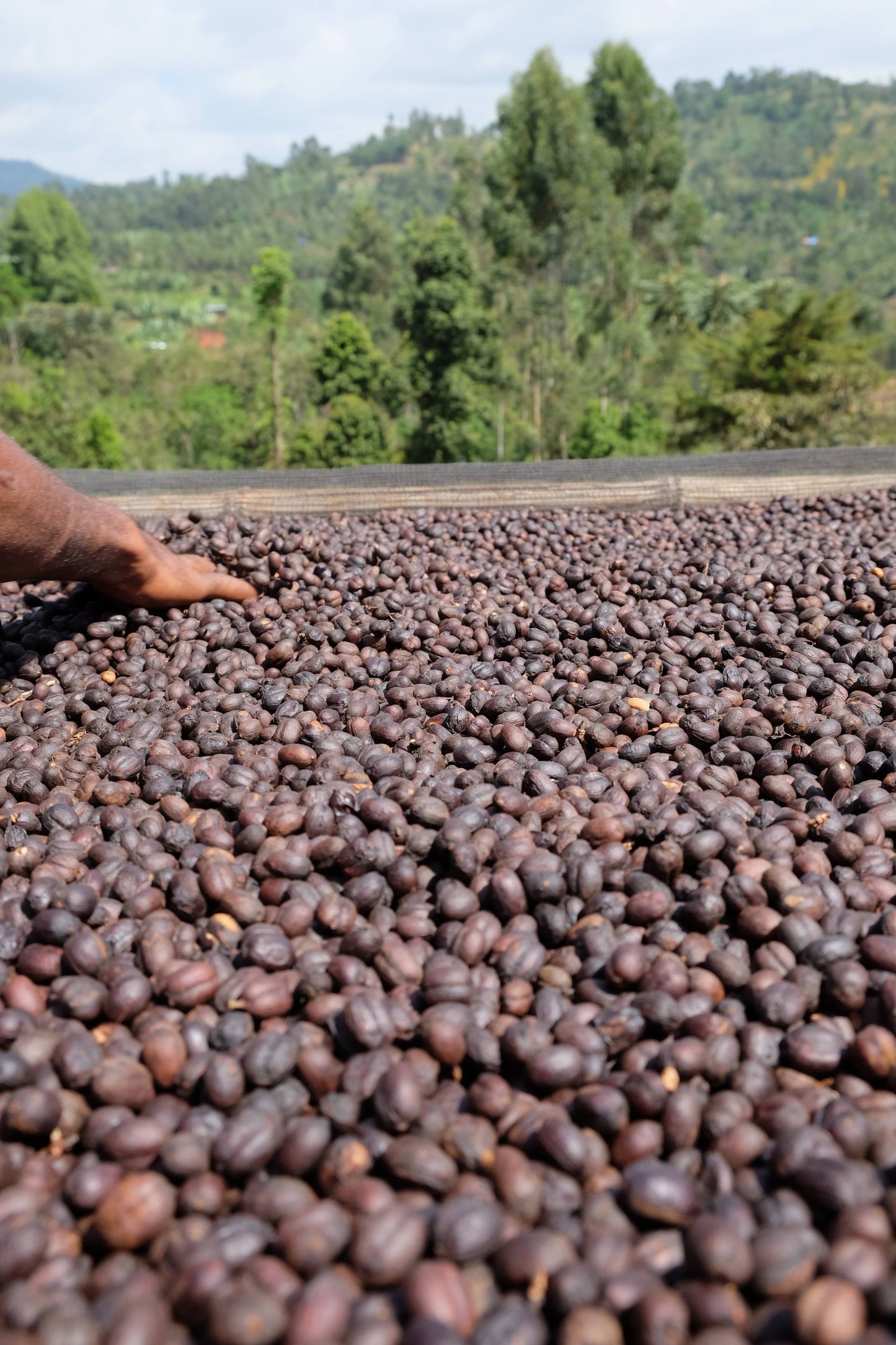 Koffeinfri kaffi #2 - Peru Sognefjord Kaffibrenneri