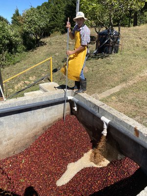 Costa Rica - Tarrazu Sognefjord Kaffibrenneri